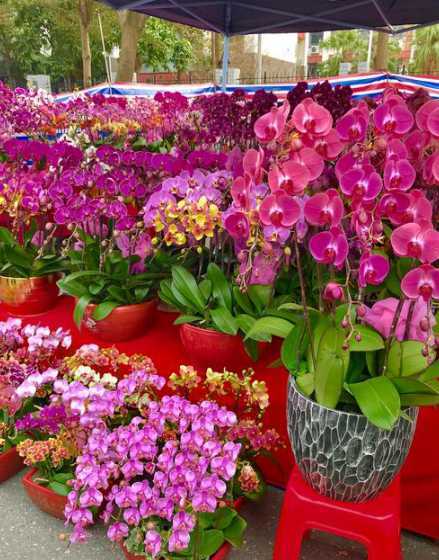 顺德城市的市花是什么 中山市市树是什么