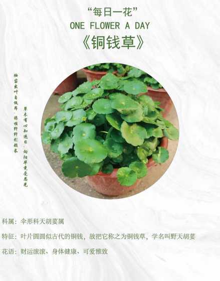 铜钱草能有什么作用呢 铜钱草有什么作用
