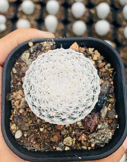 多肉植物白鸟怎么种植 多肉之白鸟应该怎么养