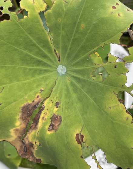 鱼缸里荷花叶怎么烂了 玻璃鱼缸可以养荷花吗
