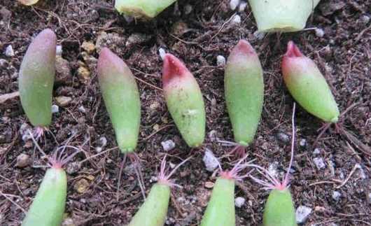 多肉叶子变小怎么处理 如何养多肉植物 多肉掉叶子怎么补救