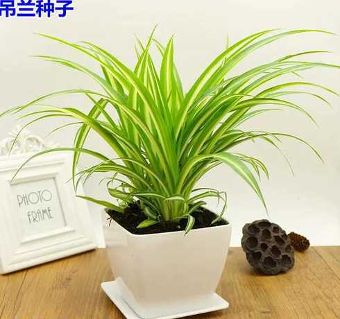 金边吊兰的种子怎么种 金边吊兰怎么繁殖