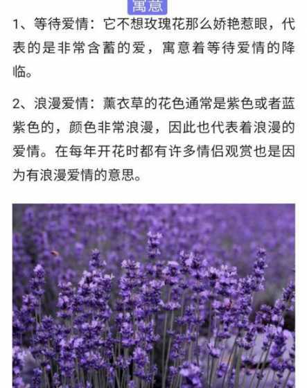 熏衣草象征着什么意思 熏衣草的寓意及象征
