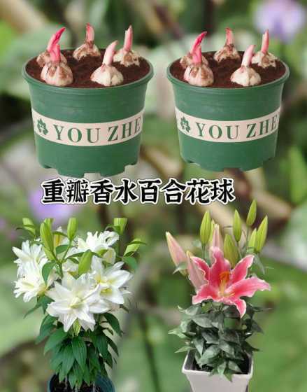 1月份适合种植什么花草 1月份种植什么蔬菜最合适