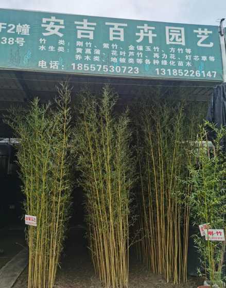 刚竹早园竹北方哪个好 请问早园竹和刚竹的区别