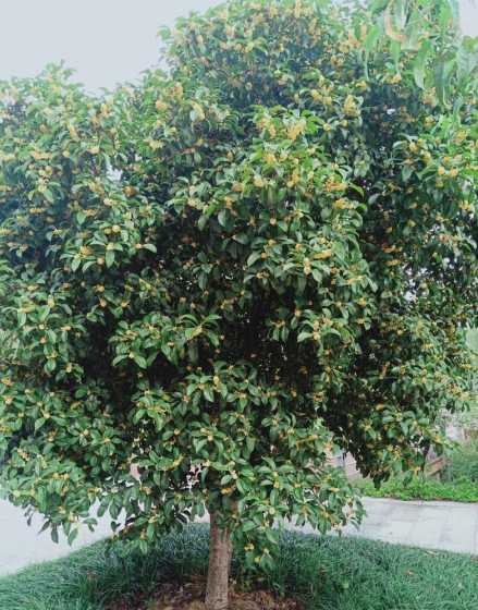 桂花为什么不能种院子 桂花树能种在院子里吗