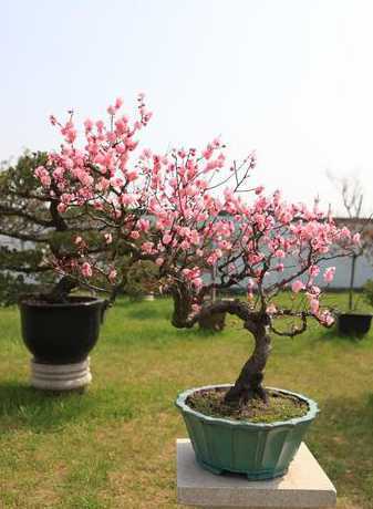 盆栽桃花什么时候修剪 桃花什么时候施肥,桃花盆栽施肥方法