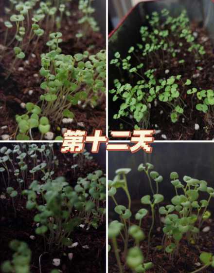 什么时候浇薄荷最合适 薄荷什么时候多久浇一次水