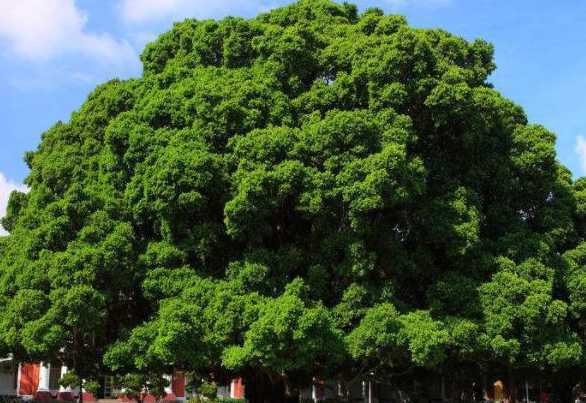广州榕树什么时候落叶 榕树是落叶植物吗