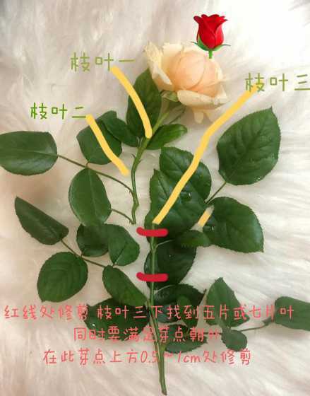 月季修剪后要怎么处理 夏季月季花残花修剪后怎样管理
