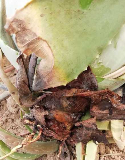 芦荟根变黑是什么原因 芦荟怎么种啊