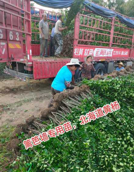 立体墙面种什么苗过冬 家庭养花有什么技巧
