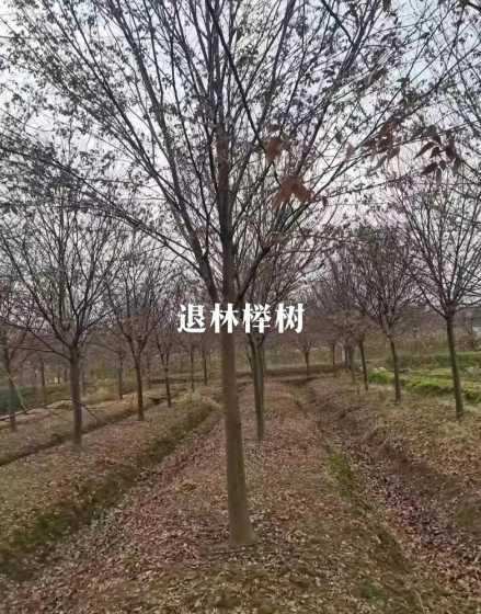 14公分举树什么价格 14岁的孩子一天中什么时候长的最快