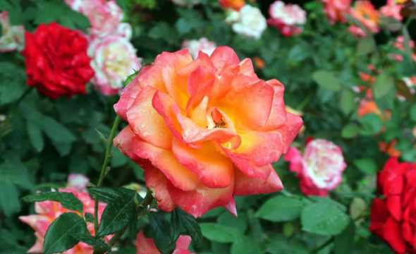 现在什么花可以养月季 现在栽月季花还能活吗
