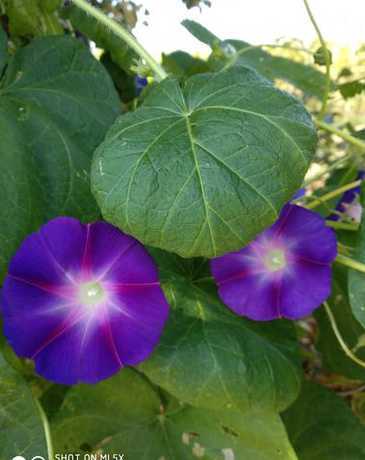 为什么牵牛花颜色不同 牵牛花为什么有不同的颜色 牵牛花有不同颜色的原因