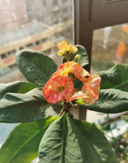 虎刺海棠为什么不开花 虎刺梅为什么不开花