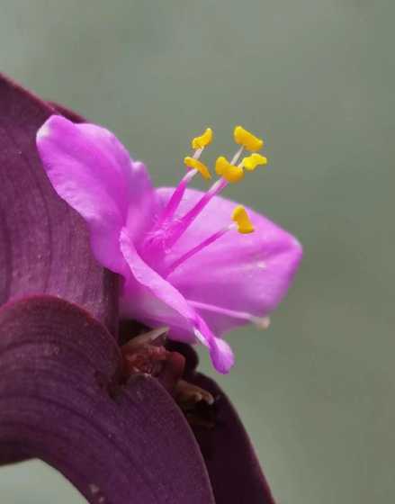 常见植物名称叫紫什么 紫色叶子的植物叫什么