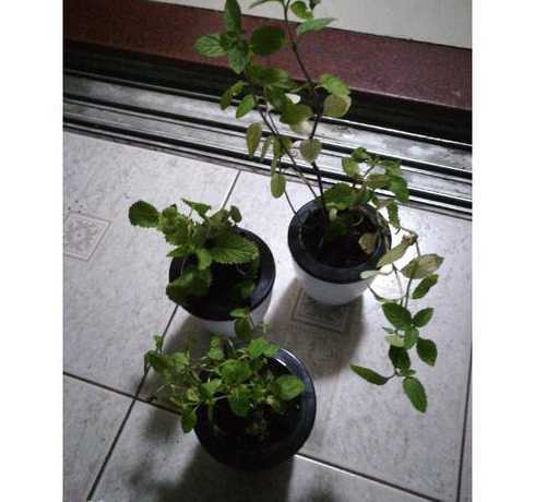 草为什么不能放在室内 风水学中,为什么家里不能放大量的植物