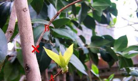 茶花主干太长怎么修剪 茶花新生枝条过盛需要修剪吗