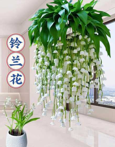 铃兰花和什么花最搭配 铃兰花——花卉