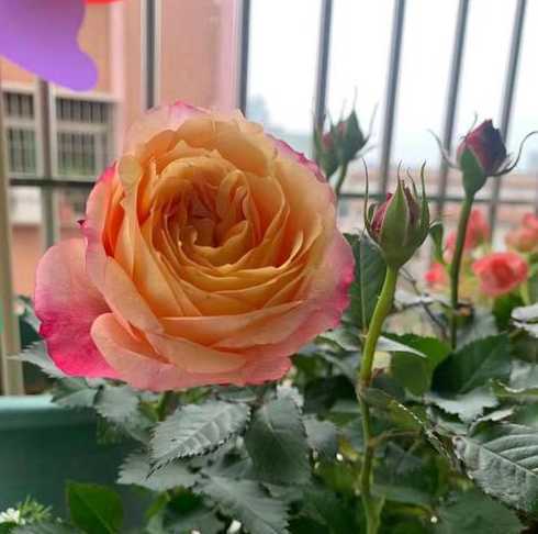 养月季花为什么要通风 室内养月季好么为什么