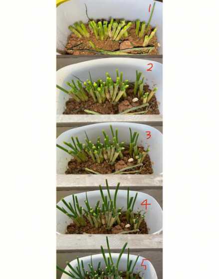 小葱种子阳台怎么种植 阳台小葱怎么种植方法