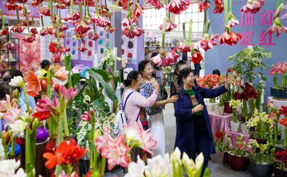 2024昆明国际花卉节 北京国际花卉展览会观后感2024