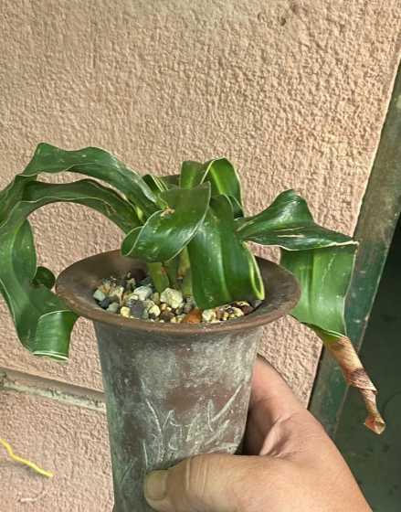 万年青为什么会有种子 万年青有种子吗