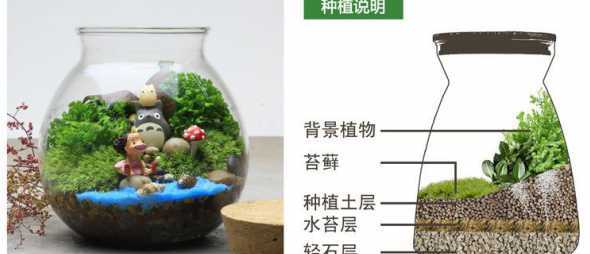 玻璃瓶怎么种多肉植物 玻璃瓶种植多肉植物