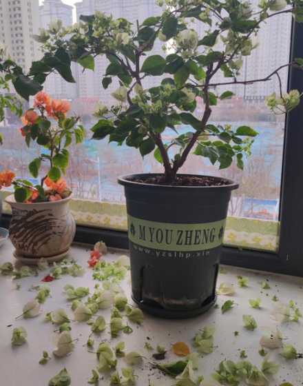 三角梅掉花是因为什么 三角梅花掉落怎么回事