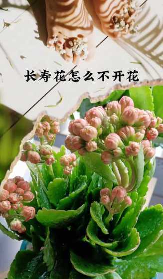 室内长寿花怎么不开花 长寿花为什么不开花