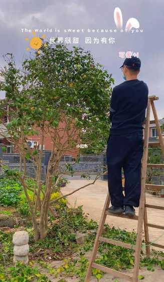 很粗的茶花树怎么修剪 茶花如何修剪花枝