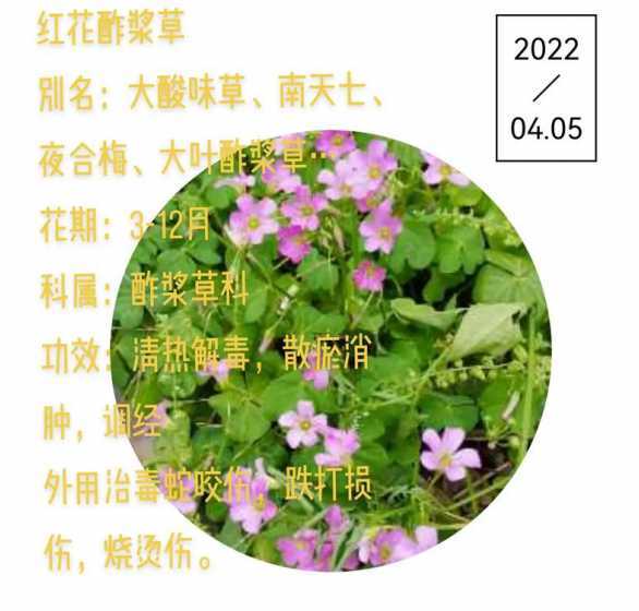 红花酢浆草夏季怎么养 红花酢浆草栽培技术