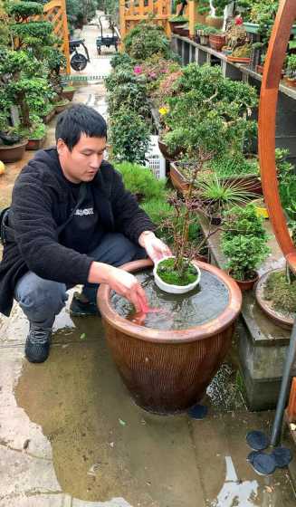 盆景北方冬天怎么浇水 水杨梅盆景冬天怎么养