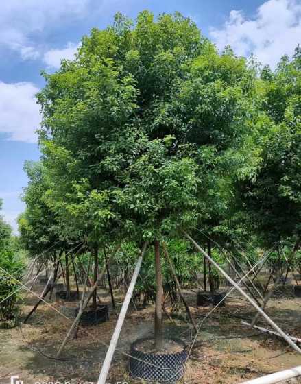 8公分的樟树多少一棵 香樟树多少钱一颗