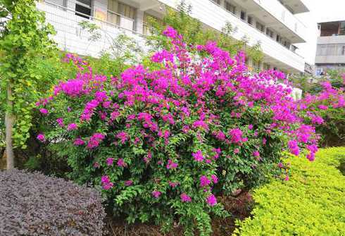 学校花池一般种什么花 写作文校园里的花池必须要两百字