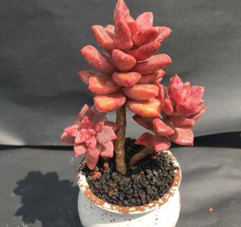 红宝石多肉植物怎么养 多肉红宝石怎么浇水