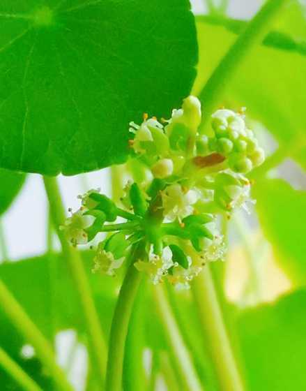 铜钱草开花像什么作用 铜钱草开花寓意
