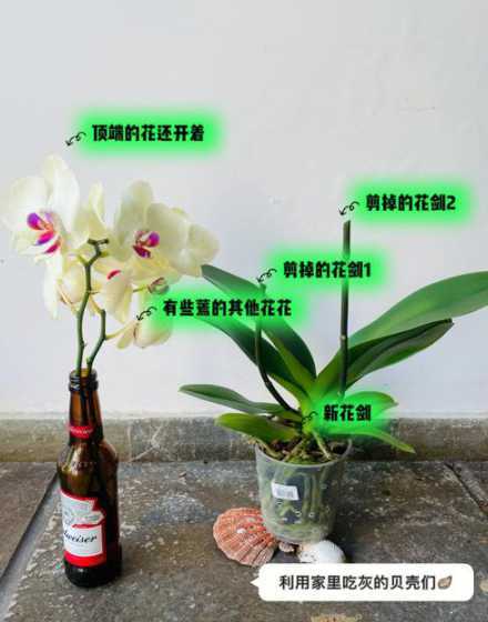 蝴蝶兰开花后怎么处理 蝴蝶兰开花后怎么处理办法