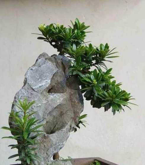 盆景石用什么办法粘合 盆景用什么石头装饰比较好