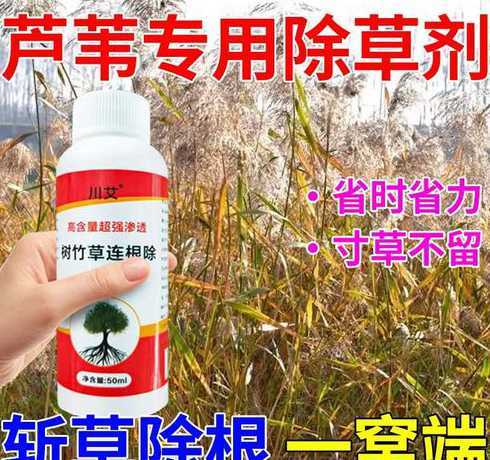 茅草用什么除草剂根冶 茅草的克星除草剂