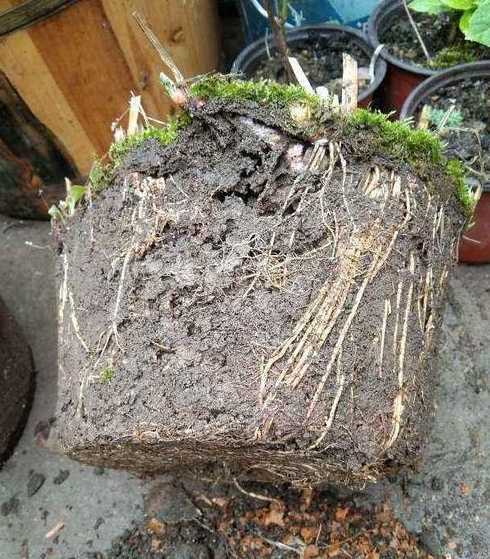 盆花里的蚂蚁怎么去掉 栀子花长小黑虫怎么办