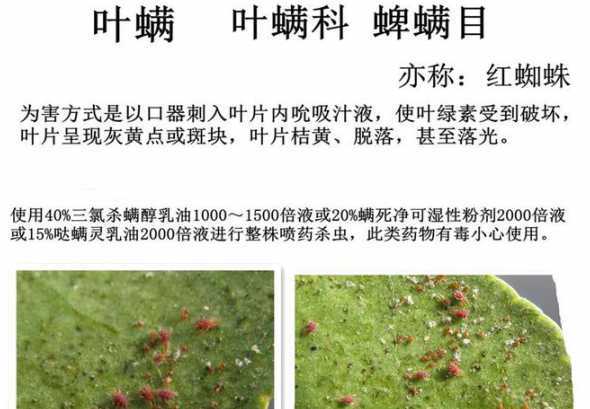 怎么防止茉莉生红蜘蛛 茉莉花常起红蜘蛛怎么办