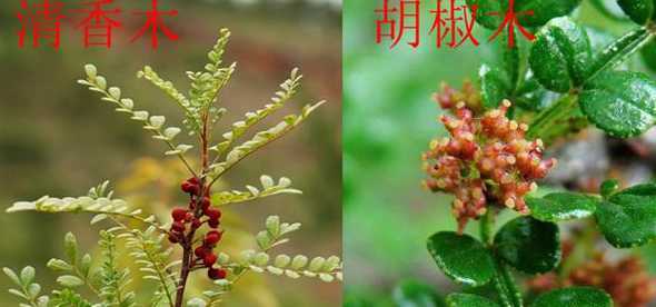 胡椒木的果实怎么食用 胡椒木有没有花和果实