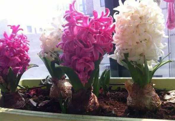 花盆里为什么会有臭味 花盆有臭味怎么办