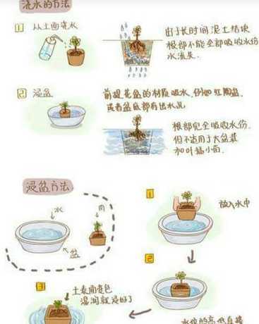 浇水为什么要沿盆边浇 浇花为什么沿盆沿四周浇