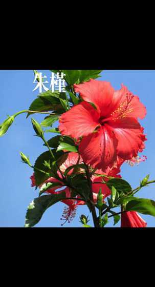 扶桑花花朵可以做什么 扶桑花的寓意是什么