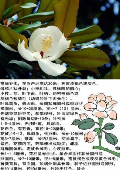 广玉兰一般分布在哪里 六安在哪里具体地理位置!