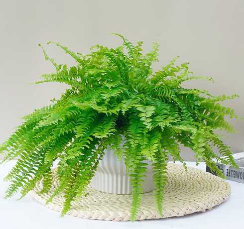 什么植物盆栽优于地栽 什么植物适合种深盆