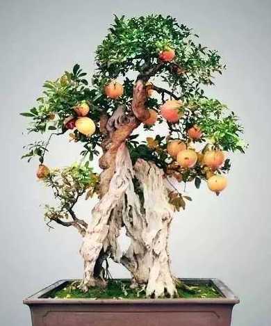 冬天盆栽石榴怎么养殖 盆栽石榴如何过冬